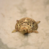 Brass Tortoise Dhokra Art - Image 5